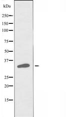 OR7C1 Antibody in Western Blot (WB)