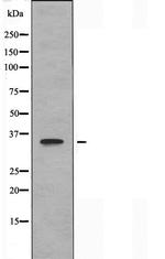 OR8I2 Antibody in Western Blot (WB)