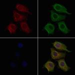 GPR10 Antibody in Immunocytochemistry (ICC/IF)