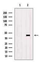 GPR10 Antibody in Western Blot (WB)