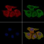 RAI3 Antibody in Immunocytochemistry (ICC/IF)