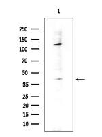 TAS2R8 Antibody in Western Blot (WB)
