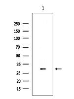 OR10R2 Antibody in Western Blot (WB)