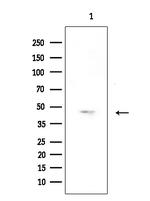 OR52A5 Antibody in Western Blot (WB)