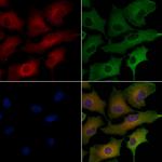 OR52E4 Antibody in Immunocytochemistry (ICC/IF)