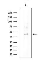 OR52E4 Antibody in Western Blot (WB)