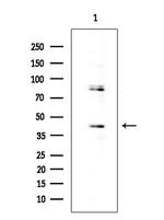 OR52E4 Antibody in Western Blot (WB)