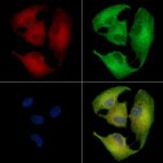 OR5A1 Antibody in Immunocytochemistry (ICC/IF)