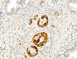 CHOP Antibody in Immunohistochemistry (Paraffin) (IHC (P))