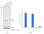 CHOP Antibody in Western Blot (WB)