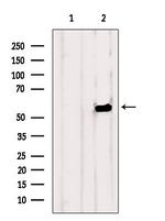 OLFM1 Antibody in Western Blot (WB)