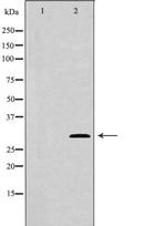 NTF3 Antibody in Western Blot (WB)