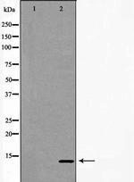 TCL1A Antibody in Western Blot (WB)