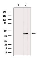 WNT3A Antibody in Western Blot (WB)