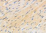 SNX9 Antibody in Immunohistochemistry (Paraffin) (IHC (P))