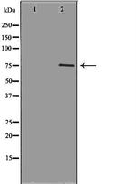 NEK8 Antibody in Western Blot (WB)