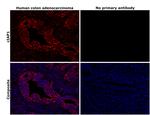 cIAP1 Antibody in Immunohistochemistry (Paraffin) (IHC (P))