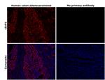 cIAP1 Antibody in Immunohistochemistry (Paraffin) (IHC (P))