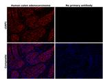 cIAP1 Antibody in Immunohistochemistry (Paraffin) (IHC (P))