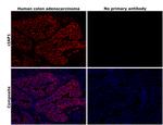 cIAP1 Antibody in Immunohistochemistry (Paraffin) (IHC (P))