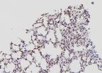 ID2 Antibody in Immunohistochemistry (Paraffin) (IHC (P))