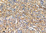 TPMT Antibody in Immunohistochemistry (Paraffin) (IHC (P))