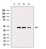 ENO1 Antibody in Western Blot (WB)