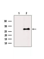 U2AF1 Antibody in Western Blot (WB)