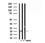 CRF Antibody in Western Blot (WB)