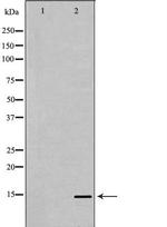 PHPT1 Antibody in Western Blot (WB)