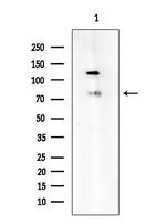 TCF4 Antibody in Western Blot (WB)