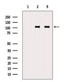 GluR3 Antibody in Western Blot (WB)