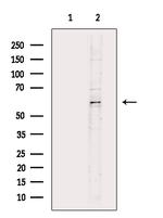 CDC25A Antibody in Western Blot (WB)