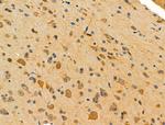 FAAH Antibody in Immunohistochemistry (Paraffin) (IHC (P))