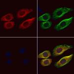 ITPA Antibody in Immunocytochemistry (ICC/IF)