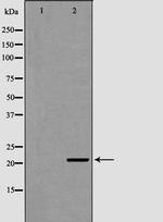 ITPA Antibody in Western Blot (WB)