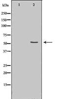 Cdc20 Antibody in Western Blot (WB)