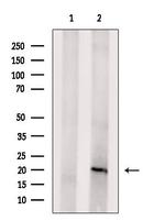 CD3d Antibody in Western Blot (WB)