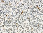 CD3d Antibody in Immunohistochemistry (Paraffin) (IHC (P))