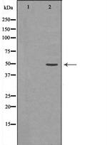 JNK2 Antibody in Western Blot (WB)