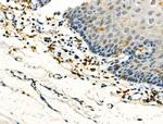 FCGR2A Antibody in Immunohistochemistry (Paraffin) (IHC (P))