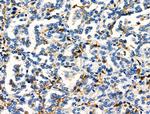 FCGR2A Antibody in Immunohistochemistry (Paraffin) (IHC (P))