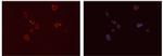 FCGR2A Antibody in Immunocytochemistry (ICC/IF)