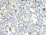 HLA-DR/DP Antibody in Immunohistochemistry (Paraffin) (IHC (P))