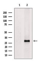 HLA-DR/DP Antibody in Western Blot (WB)