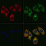 Factor X/Xa Antibody in Immunocytochemistry (ICC/IF)