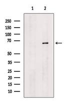 Factor X/Xa Antibody in Western Blot (WB)