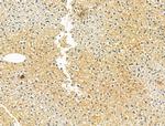 TLR8 Antibody in Immunohistochemistry (Paraffin) (IHC (P))