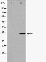 CDK6 Antibody in Western Blot (WB)