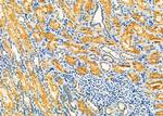 NAT1 Antibody in Immunohistochemistry (Paraffin) (IHC (P))